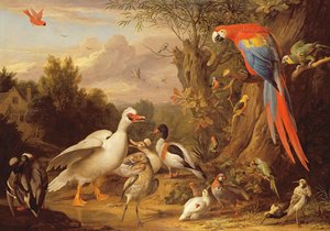 Un guacamayo, patos, loros y otras aves en un paisaje, c.1708-10